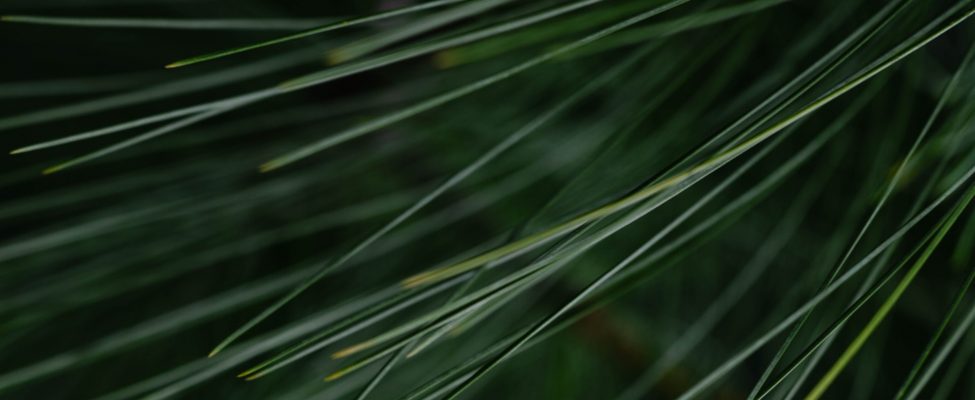 WPA appoints BM Certification to provide quality assurance audits for wood treatment processes